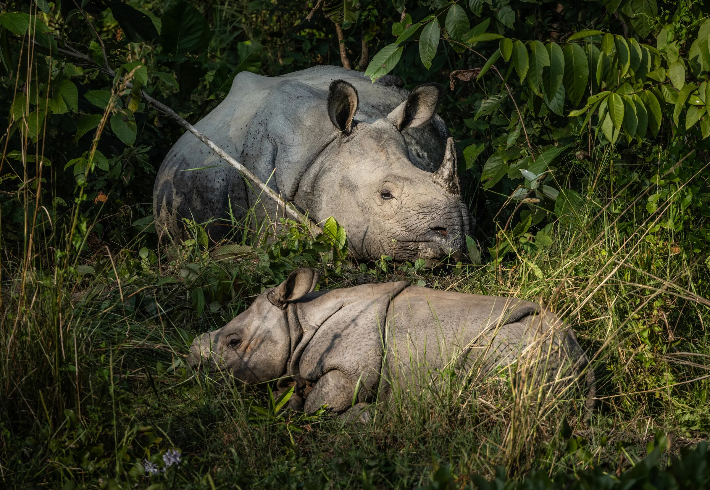 Chitwan National Park